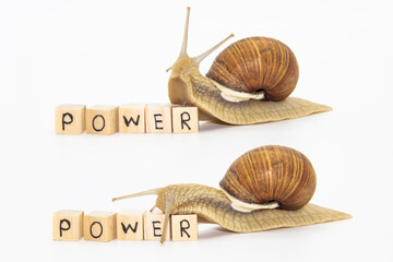Set of various position of grape snails isolated on white background. Two beautiful grape snails...