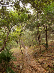 Parc du Mugel de la Ciotat adossé au Bec de l'Aigle. Allées arborées de chêne-liège, palmiers, bambouseraie, plantations exotiques en pente le long de terre rocheuse rosâtre jusqu'au belvédère 