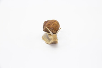 Snail on the white background. Snail moving forward against white background