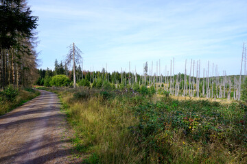 Fototapeta na wymiar Wanderweg im Harz wo durch die Trockenheit im Sommer viele Bäume vertrocknet sind