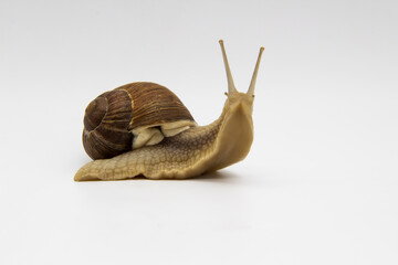 Beautiful grape snail isolated on white background. The snail looks directly into the camera