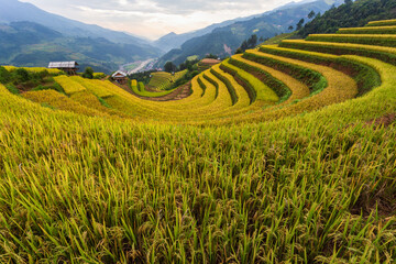 Fototapeta na wymiar Terraced rice paddy field landscape of Mu Cang Chai, Yenbai, Northern Vietnam