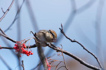 ナナカマドの実を食べるエゾシマリス