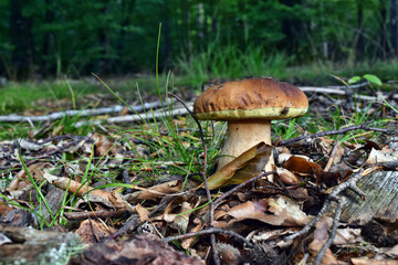 Boletus edulis edible mushroom