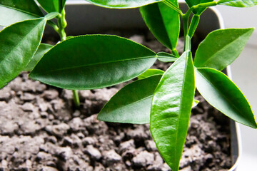 Lemon leaves grow from the ground in a flower pot