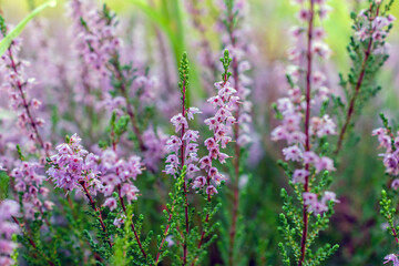 Meadow of blooming wet wild heather flowers .
