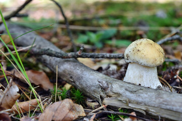 Fototapeta premium Boletus edulis edible mushroom