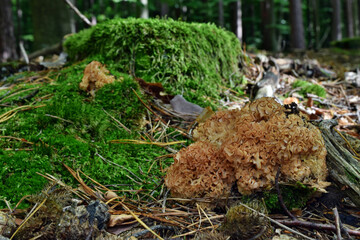 Mushroom Sparassis crispa