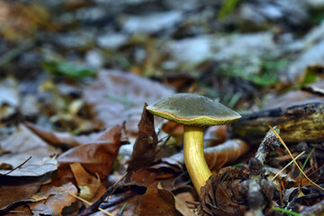 Boletus xerocomus subtomentosus