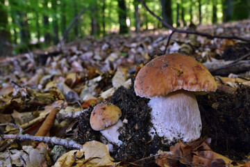 Boletus edulis edible mushroom