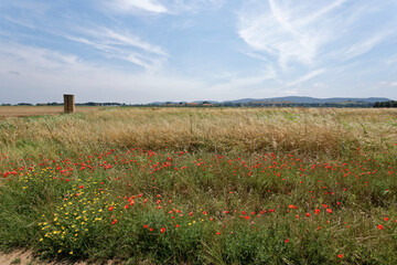 Italien - Toskana - Provinz Livorno - Mohnblumen im Getreidefeld