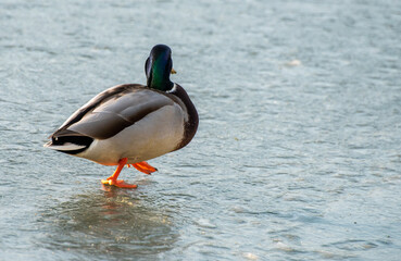 Ducks on the transparent ice of a frozen river on a frosty Sunny winter day.