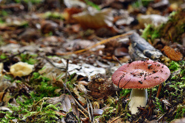 Red mushroom russula
