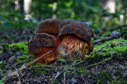 Edible boletus luridiformis mushroom