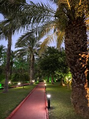 Fototapeta premium palm trees on the street