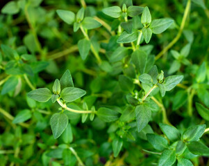 Close up of thyme plant. Aromatic herb, seasoning, cooking ingredients.