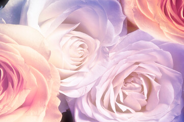 romantic roses in full frame like romantic flowers bouquet and floral background