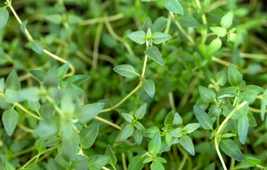 Close up of thyme plant. Aromatic herb, seasoning, cooking ingredients.