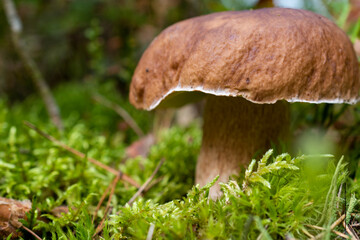 Boletus mushrooms. Fresh Royal porcini mushroom on moss in the forest.