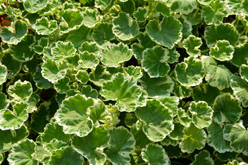 Pelargonie "Madame Salleron", Botanischer Garten in G&uuml;tersloh im August