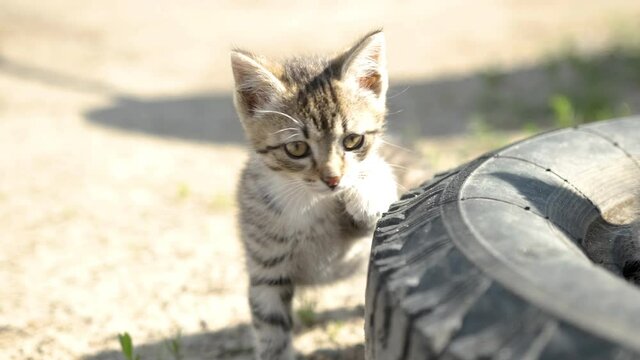 Two little beautiful kitten sits near the wheel and looks