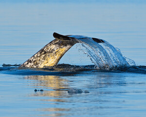 A Narwhal comes to the surface beside the floe edge of northwest Hudson Bay