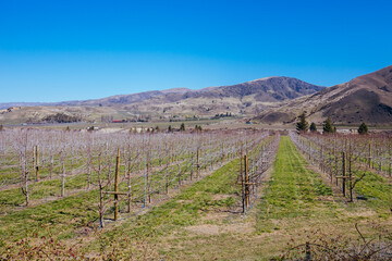 Fototapeta na wymiar Cromwell Winery in New Zealand