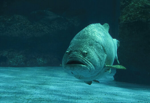 Giant grouper fish in green light in a large aquarium, fish tank, Giant grouper facing straight. 