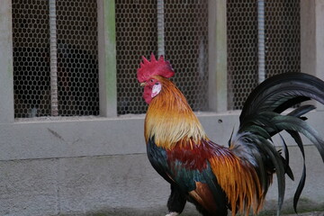 Brightly colored chickens walking on a gravel road