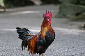 Brightly colored chickens walking on a gravel road