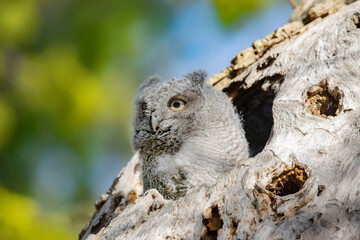 Baby Screech Owl