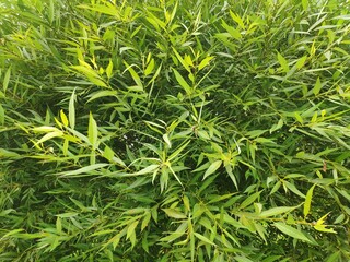 light green willow leaves, plant background