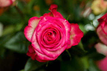 Pink and white blooming roses gifrt with love