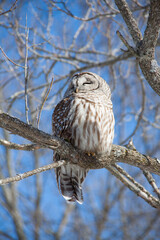 Barred Owl on Sunny Day