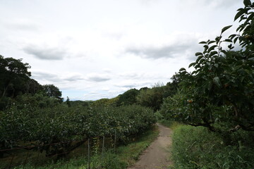 An afternoon rural landscape in Nara, Japan, September 14, 2020