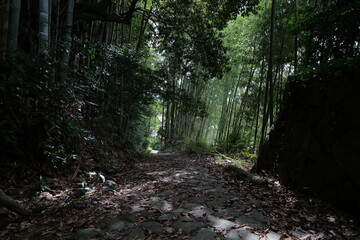 A landscape in a Japanese forest, taken in midsummer
