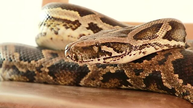 Close-up of the head of a boa-snake in front. The Python lies motionless.