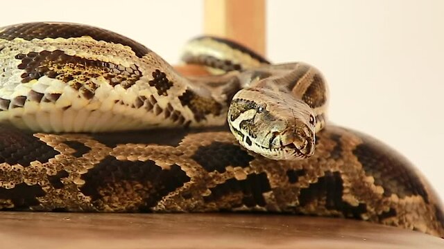 Close-up of the head of a boa-snake in front. The Python lies motionless.
