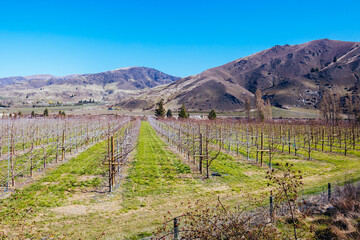 Fototapeta na wymiar Cromwell Winery in New Zealand