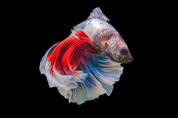 Rhythmic of Betta  siamese fighting fish betta splendens (Halfmoon  long tail fancy Tricolor red,blue,white ),isolated on black background.