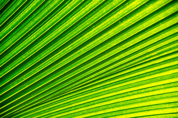Palm branch, texture of palm leaf