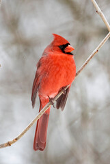 Red cardinal on branch