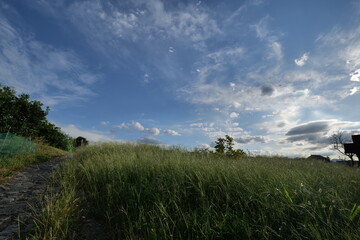 Obraz na płótnie Canvas A landscape photo of a rice field taken on a sunny day in mid-summer.