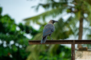 Crow On Iron Post