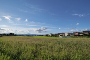 A landscape photo of a rice field taken on a sunny day in mid-summer.