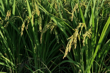 Rice fields in the autumn when the harvest season has come.
