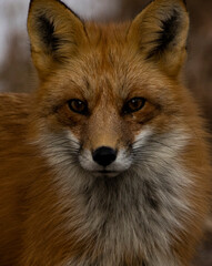 Fototapeta premium red fox portrait