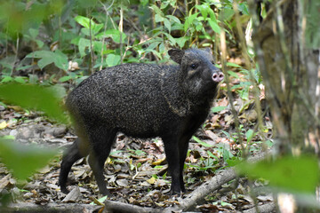 Collared peccary near Sirena Ranger Station in Corcovado National Park, Costa Rica