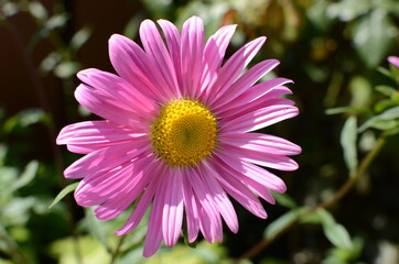 Obraz premium Close up of a pink flower.