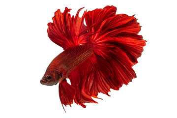 Exotic rhythmic motion movement luxury beautiful half moon long tail Betta,Siamese fighting fish Betta splendens,Thai aquatic national animals, popular fish isolated on white background.
